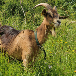 Od pašnika do ognjišča