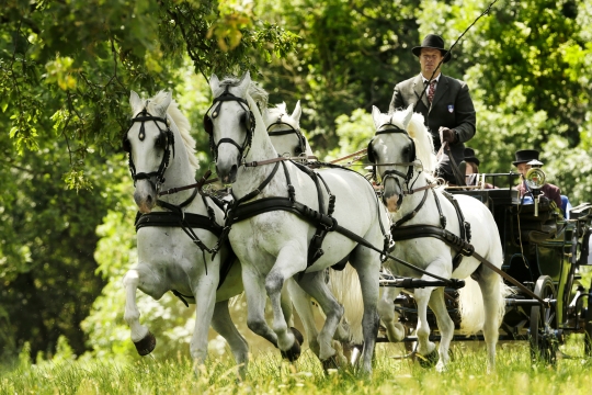 Vožnja z lipiško kočijo
