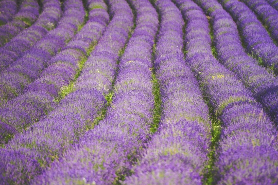 Med sivko in kraško tišino