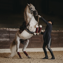 Začutite utrip lipice: ogled kobilarne